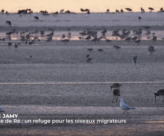 Replay C Jamy - L'île de Ré