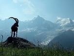 Replay Les Alpes, les sommets de l'extrême - La France sauvage