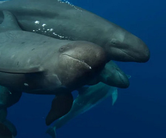 Replay A la rencontre des baleines avec Steve Backshall - 09/07/2026