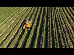 Replay Le village viticole de Villány annonce des vendanges prometteuses