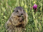 Replay Marmottes, la guerre des clans