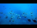 Replay L'UE investit 92 millions d'euros dans un réseau mondial d'observation des océans