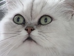 Replay La vie secrète des chats - La langue du chat