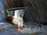 Replay Espagne : un paradis sur la route des oiseaux