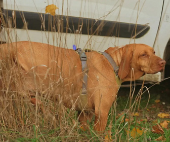 Replay Chiens et chats sans collier - Des animaux à sauver