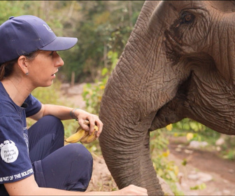 Replay Élément Terre, le reportage - Une Française rachète, un à un, les éléphants du Laos