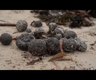 Replay No Comment : pollution aux mystérieuses boules noires à Sydney