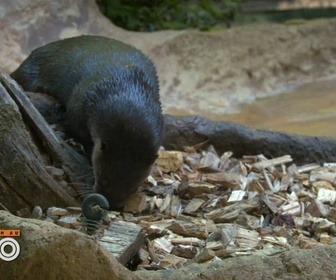Replay Une saison au zoo - S12 E29