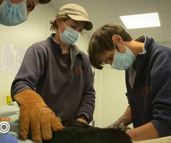 Replay Une saison au zoo - S14 E28