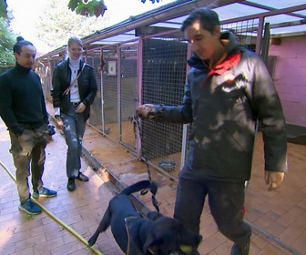 Replay Animaux à adopter - Teck