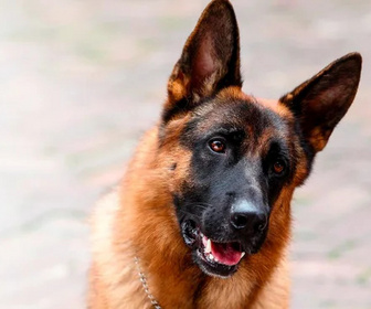 Replay Rex, chien flic - 05/08/2026