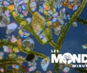 Replay Les Mondes Minuscules - 25/01/2025