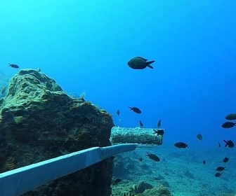 Replay ARTE JUNIOR Le magazine - Des requins pour comprendre l'état de la Méditerranée
