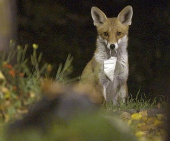 Replay Humains confinés, animaux libérés