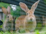 Replay Le lapin, taillé pour survivre - Pas si bêtes !