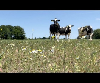 Replay Trop de fumier : L'agriculture néerlandaise met à l'épreuve les objectifs écologiques de l'UE