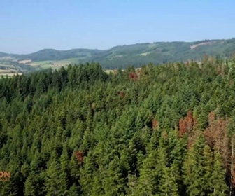 Replay Bûcheron, un métier à hauts risques - Chantiers XXL