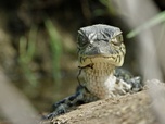 Replay La savane des anacondas - Guyana