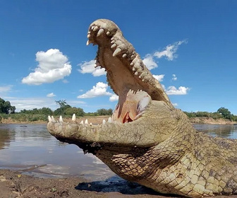 Replay Serengeti - 04/03/2026