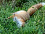 Replay 28 minutes - Les animaux ont-ils conscience de la mort ?