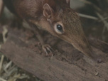 Replay Au cœur du zoo de New York - S3E12 - Dressage de musaraignes