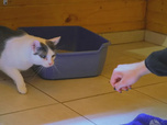 Replay Chiens et chats sans collier - Du refuge au canapé