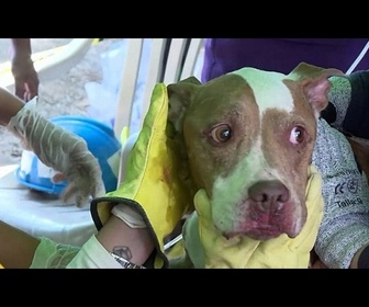 Replay Colombie : un chien sauvé des décombres 72 heures après le séisme