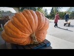 Replay Un bœuf musqué écrase une citrouille de 95 kg pour Halloween.