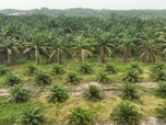 Replay Focus - En Indonésie, le biodiesel contribue à la déforestation