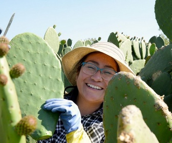 Replay 360° Reportage - Cactus, l'or vert du Mexique
