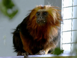Replay La Tanière, le zoo-refuge de l'espoir - S02E02