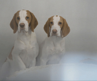 Replay Chiens et chats sans collier - Trouver sa place