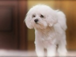 Replay Too cute (Trop mignon) - Braques allemands Maltipoo et Schnauzer miniatures