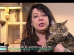 Replay La vie secrète des chats - S2E3 - Itinéraire d'un chat trop gâté