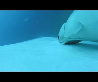 Replay Rares images de rémoras surfant sur des baleines à bosse au large de l'Australie
