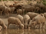 Replay Invitation au voyage - 11/05/2026 - Dans le Mercantour, des brebis et des hommes