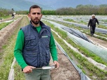 Replay L'asperge grecque défie la concurrence - ARTE Regards