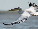 Replay Le delta du Danube, dernier refuge des pélicans - GEO Reportage