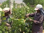 Replay Inde, les raisins de la modernité - Des vignes et des hommes