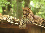 Replay Parc de Cerza, au plus près des animaux - S1E2 - Episode 2