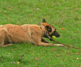 Replay Chiens et chats sans collier - Aller de l'avant