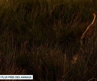 Replay Un jour, un doc - Au plus près des animaux (2/2)