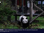 Replay BFM Grand Soir - La diplomatie du panda, cette stratégie chinoise - 24/11
