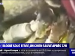 Replay L'image du jour - Pyrénées-Orientales: un chien de chasse piégé dans une cavité sauvé au bout de 72h