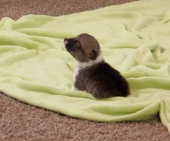 Replay Too cute (Trop mignon) - Akitas Terriers irlandais et Corgis