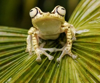 Replay Vers une protection citoyenne de la nature - Bonnes nouvelles de la planète