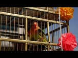 Replay Mexico: les vendeurs d'oiseaux du dimanche des Rameaux maintiennent une tradition en déclin