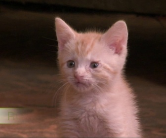 Replay Too cute (Trop mignon) - Maine coons Siamois et chats recueillis