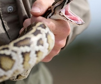 Replay 28 Minutes - Floride : pas de pitié pour le python