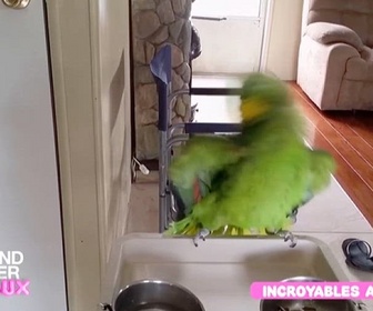 Replay Le grand bêtisier des animaux - Émission 2